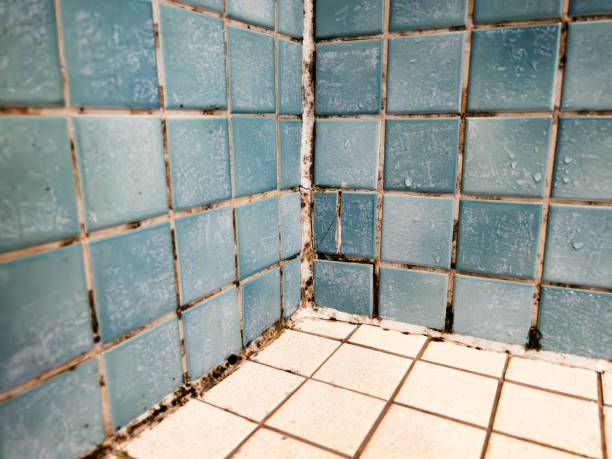 Mold Remediation for Rental Properties in Albion, IN